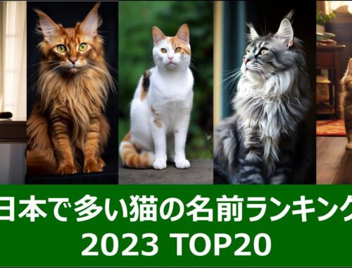 日本で多い猫の名前ランキング2023 ベスト20