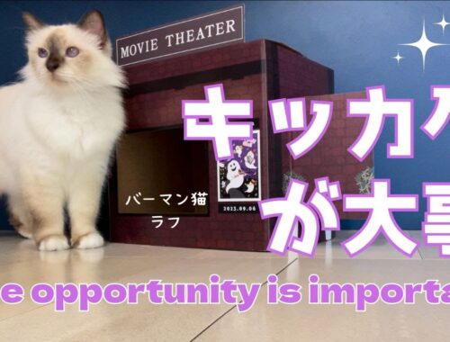 バーマン猫ラフ【キッカケが大事】The opportunity is important（バーマン猫）Birman/Cat
