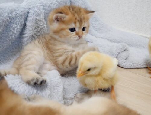 Kittens overwhelmed by the energy of the chicks