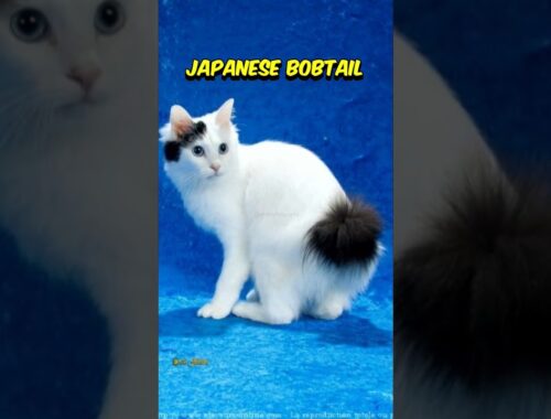 Kucing Japanese Bobtail