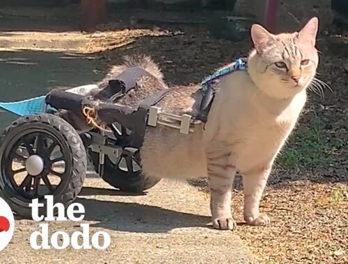 Paralyzed Cat Races In His Wheelchair As If He's Trying Out For Formula 1 | The Dodo