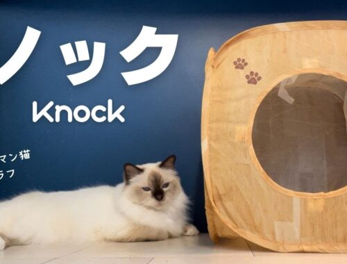 コンコンってニャ【ノック】Knock（バーマン猫）Birman/Cat