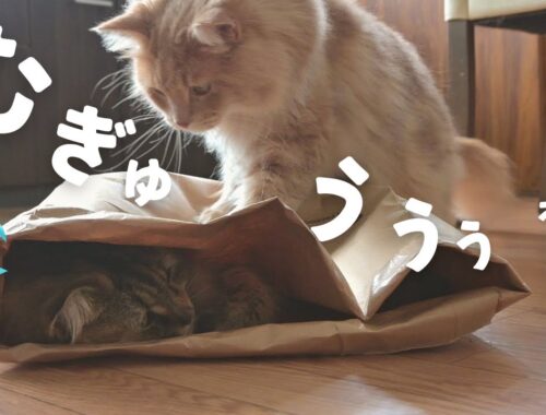 踏まれがちな猫【サイベリアン・ノルウェージャンフォレストキャット】