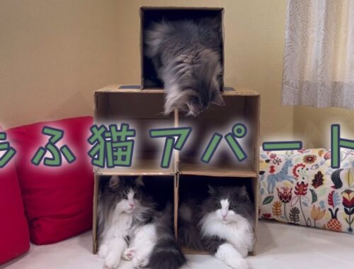 【暮らし】もふ猫アパートを建設しましたwwwターキッシュアンゴラとノルウェージャンフォレストキャット♡