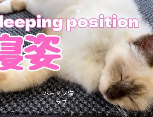 バーマン猫ラフ【寝姿】Sleeping position（バーマン猫）Birman/Cat