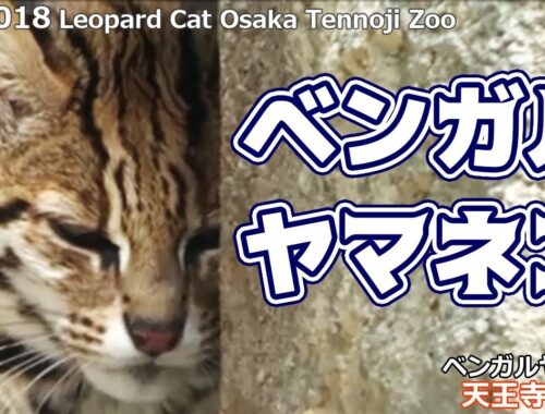 ベンガルヤマネコ 天王寺動物園(ベンガルヤマネコ)Leopard Cat  Osaka Tennoji Zoo