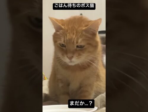 ごはん待ちができるボス猫 #cat #猫 #ねこ #shorts