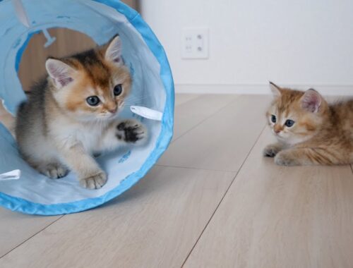 Kitten Chai is only careful when playing with Mocha in the cat tunnel