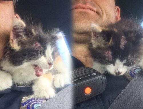 Abandoned Kitten Won't Stop Cuddling Her Rescuer Because She Continues To Trust Humans