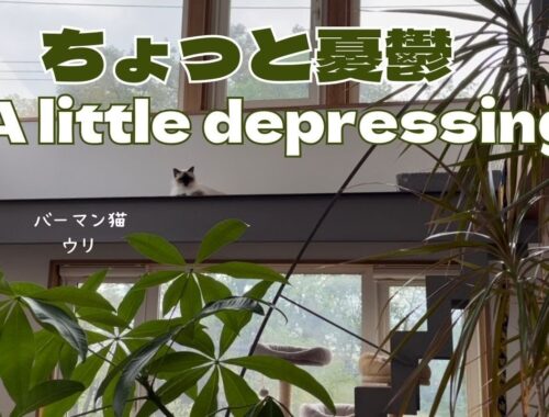 バーマン猫ウリ【ちょっと憂鬱】A little depressing（バーマン猫）Birman/Cat