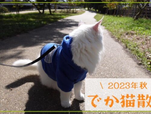 メインクーンのでか猫散歩（2023年秋）