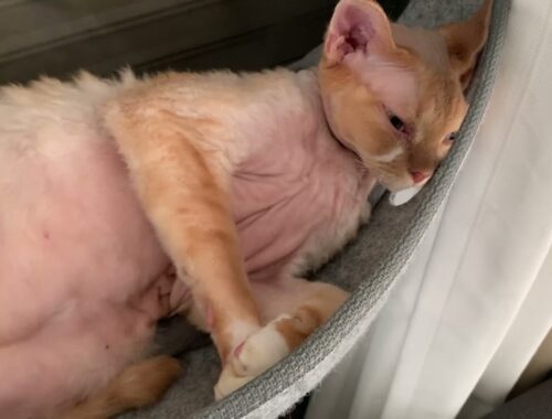窓ハンモックでお昼寝するデボンレックス兄の肉球がかわいいです(Cute paw pads of Devon Rex cat taking a nap)