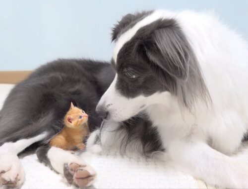 Tiny Rescued Kitten Fell In Love With My Border Collie From the Moment He Saw It