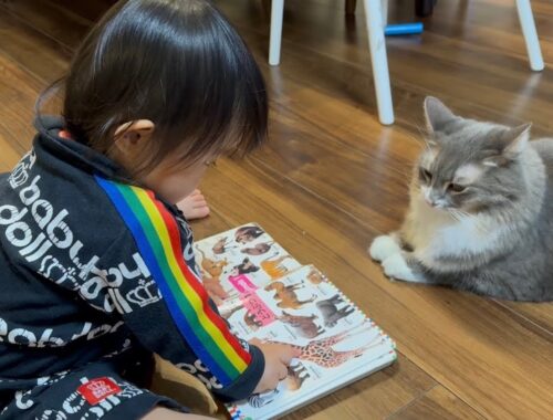図鑑を付き合いよく一緒に見る猫　ノルウェージャンフォレストキャットA cat looking at an illustrated book together. Norwegian Forest Cat