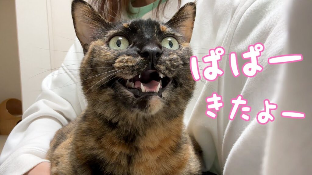 ママに甘えながらパパに話しかけるサビ猫が可愛すぎる…! ママに甘えながらパパに話しかけるサビ猫が可愛すぎる…!