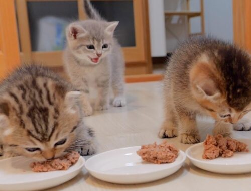 It's cute to see a kitten meowing loudly and getting angry when it's late for its meal.