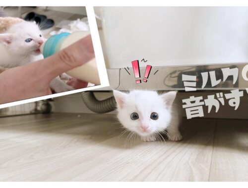 【衝撃的瞬間】コロコロフワフワ白い子猫の後ろ歩きがかわいすぎる★スローモーション付き【保護猫生活15日目】