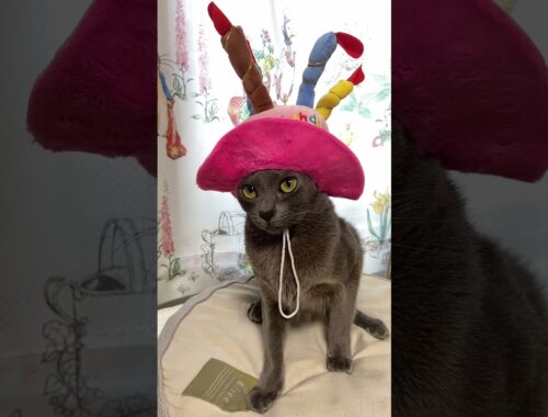 Cute cat with birthday party hat #shorts