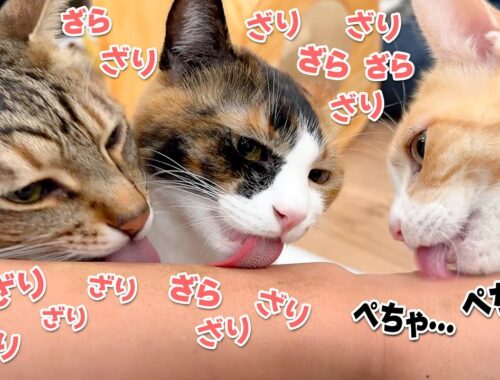 猫たちの中で誰が一番舌がザラザラしてるのか比べてみたら意外な事実が判明しました…！