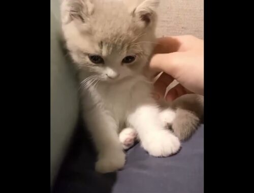 cute kitten in love #cutekitten
