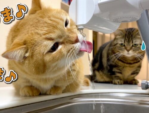 初めての水の直飲みにハマる兄猫と、順番待ちする弟猫が可愛すぎる！