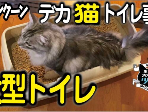 【メインクーン大型猫】大型トイレに変えたら排泄（ウンチ）問題解決！猫のトイレストレス