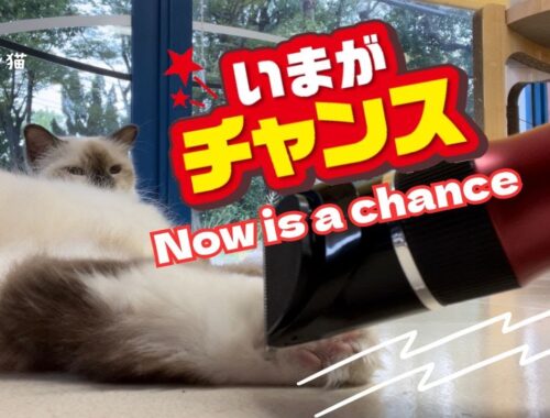 バーマン猫ラフ【今がチャンス】Now is a chance（バーマン猫）Birman/Cat