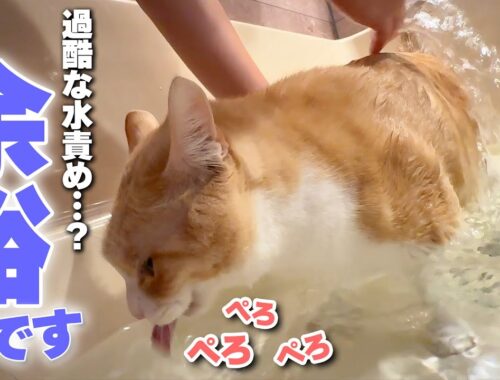 お風呂にぶち込まれようが水をかけられようが全く気にしない猫【水責め】