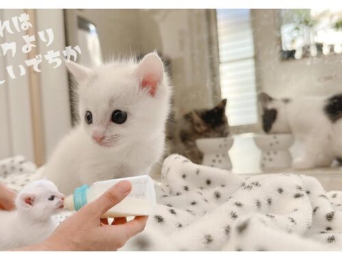 人のあとをトコトコついてくる白い子猫がかわいすぎる【保護猫生活18日目】