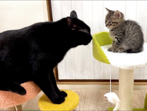生後36日 子猫と仲良くなりたい先住猫【山菜兄妹#35】An older cat that wants to get along with the kittens.