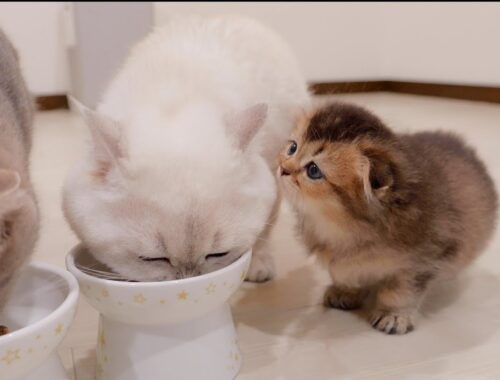 This cute kitten gingerly approaches the daddy cat while he is eating.