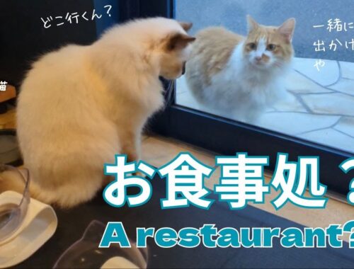 バーマン猫ラフとミカ【お食事処？】A restaurant?（バーマン猫）Birman/Cat