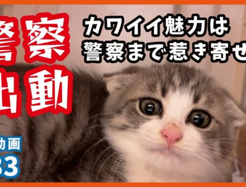 警察まで惹き寄せるカワイイ子猫…保護した子猫は天性のあざと可愛さ！【イト君・PR33】/ rescued a kitten