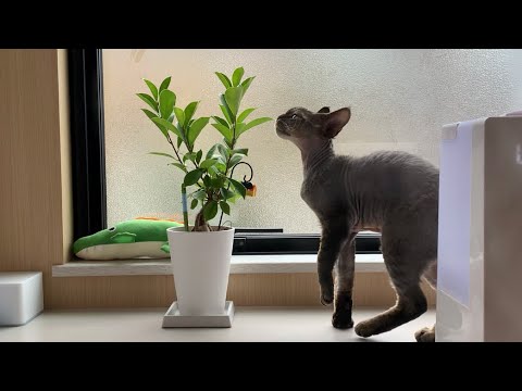デボンレックス弟はガジュマルに興味津々です(Devon Rex cat interested in a plant)