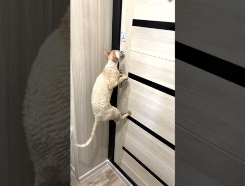 Funny cat trying to open the door