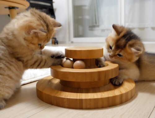 Cute kittens who quickly get used to playing with toys they've never seen before
