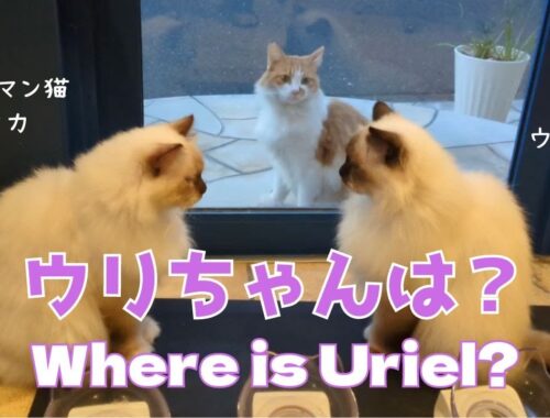 バーマン猫ミカとウリとラフ【ウリちゃんは？】Where is Uriel?（バーマン猫）Birman/Cat