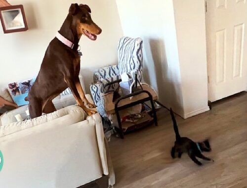 Excited Doberman Meets A Tiny Kitten. And She's Oh-So-Gentle! | Cuddle Buddies