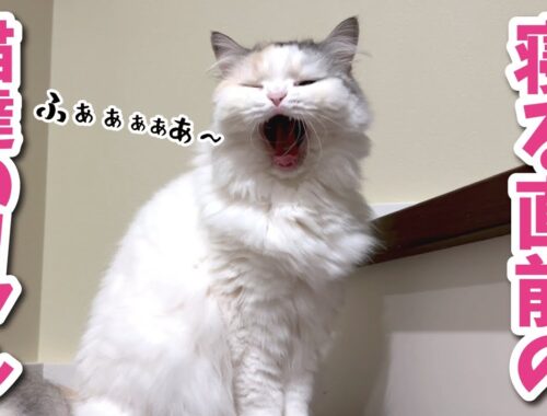 【夜のルーティン？】入眠直前の猫達の日常がこちら【関西弁でしゃべる猫】【猫アテレコ】