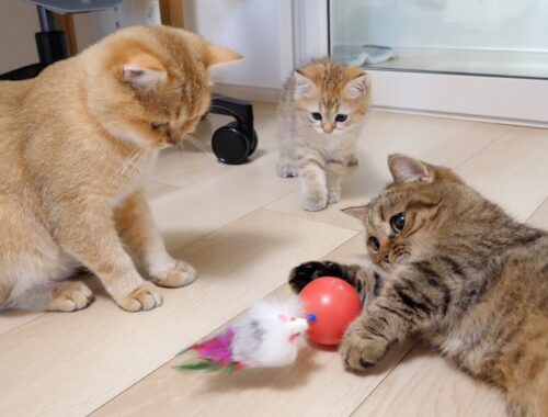 Aunt cat Lili is more fascinated with a toy that can punch infinitely than kitten Chai!