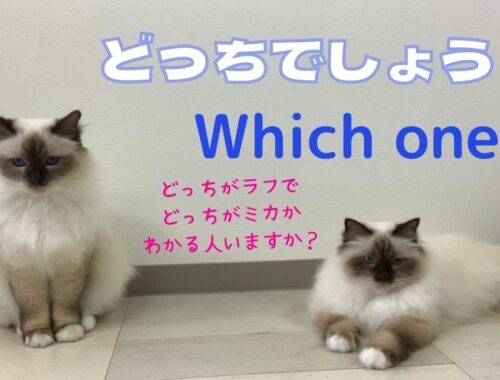 ラフかミカか【どっちでしょう？】Which one?（バーマン猫）Birman/Cat