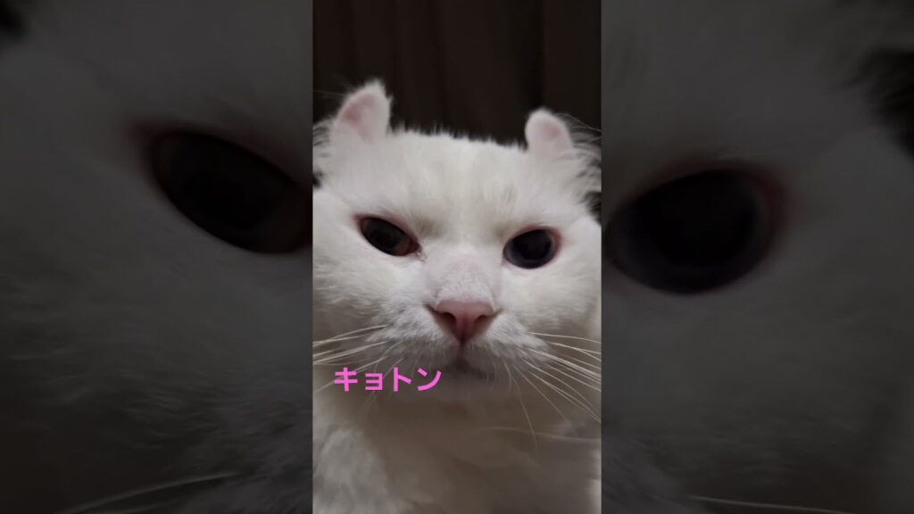 【オッドアイ幸せを呼ぶ猫】突然我にかえるラビちゃん#猫#cat#白猫#キンカロー#shotts