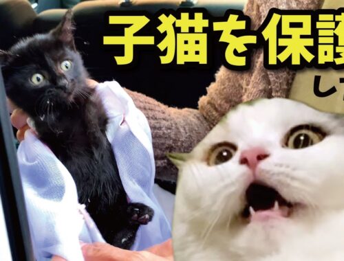 【保護猫】奇跡のような不思議な出来事がありました【関西弁でしゃべる猫】【猫アテレコ】