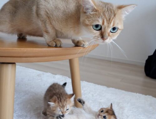 Kittens Chai and Mocha are unusually in contact with their grandmother cat Mimi!