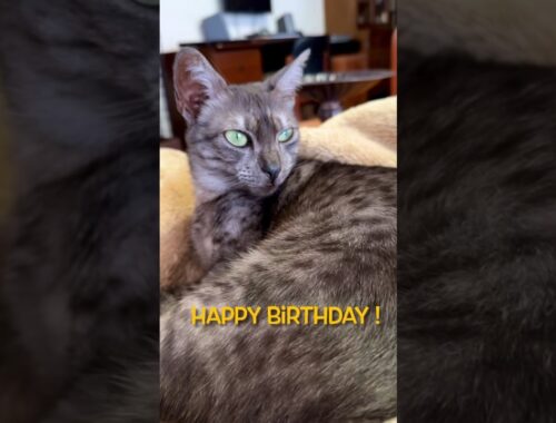 ❤️#2歳誕生日 にゃ❗️めでたいにゃ‼️#エジプシャンマウ#誕生日おめでとう #猫のいる暮らし #今日も元気でありがとう #happybirthday #shorts