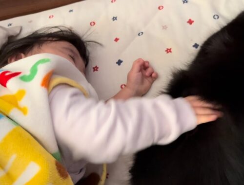 目覚めてすぐの二歳児からモフモフされる猫　ラガマフィン　A cat being petted by a child who just woke up