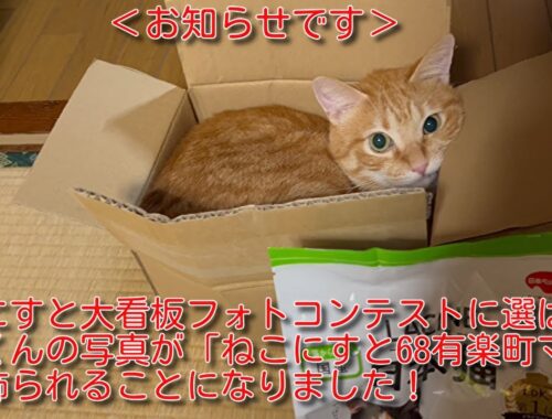 【茶トラ】ねこにすと68有楽町マルイ　ラシーネ日本猫大看板に展示されることになりました#茶トラ#猫 #cat #ねこにすと＃ラシーネ日本猫#保護猫