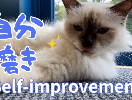 バーマン猫ラフ【自分磨き】Self-improvement（バーマン猫）Birman/Cat