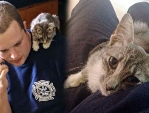 Abandoned Stray Kitten Sneaks Into a Fire Station, Hoping To Find Help There