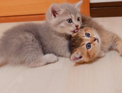 A cute little sister kitten who comforts her brother kitten who can't climb high places.